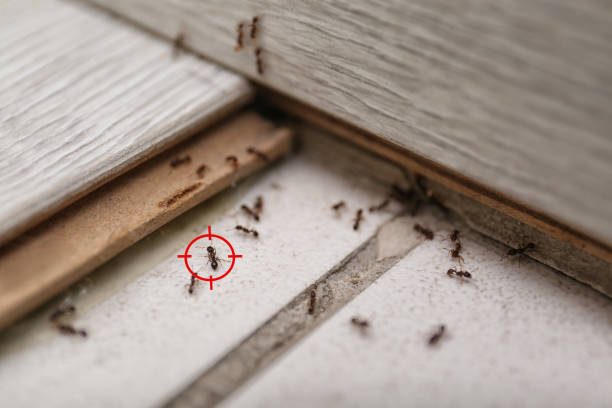 Best Cockroach Control Services  in Papillion, NE