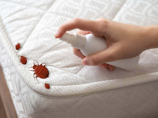 Best Affordable Pest Control Services  in Papillion, NE